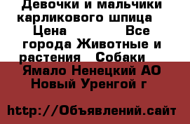 Девочки и мальчики карликового шпица  › Цена ­ 20 000 - Все города Животные и растения » Собаки   . Ямало-Ненецкий АО,Новый Уренгой г.